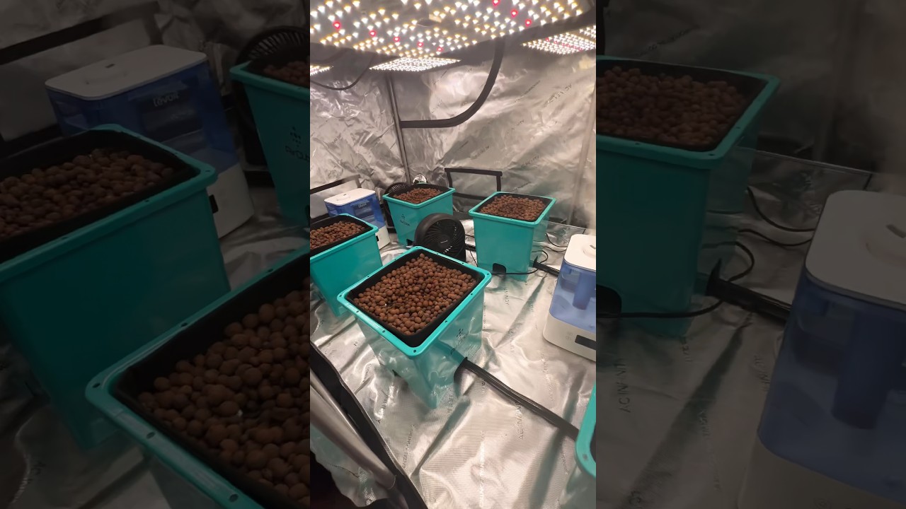 Hydroponics Indoor Home grow - AceGrow Ebb and Flow - Indoor Grow Series - Purple Haze