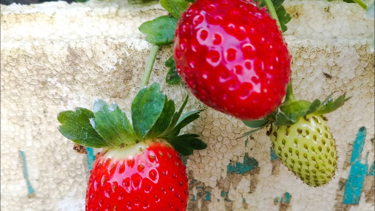 My strawberry garden 
