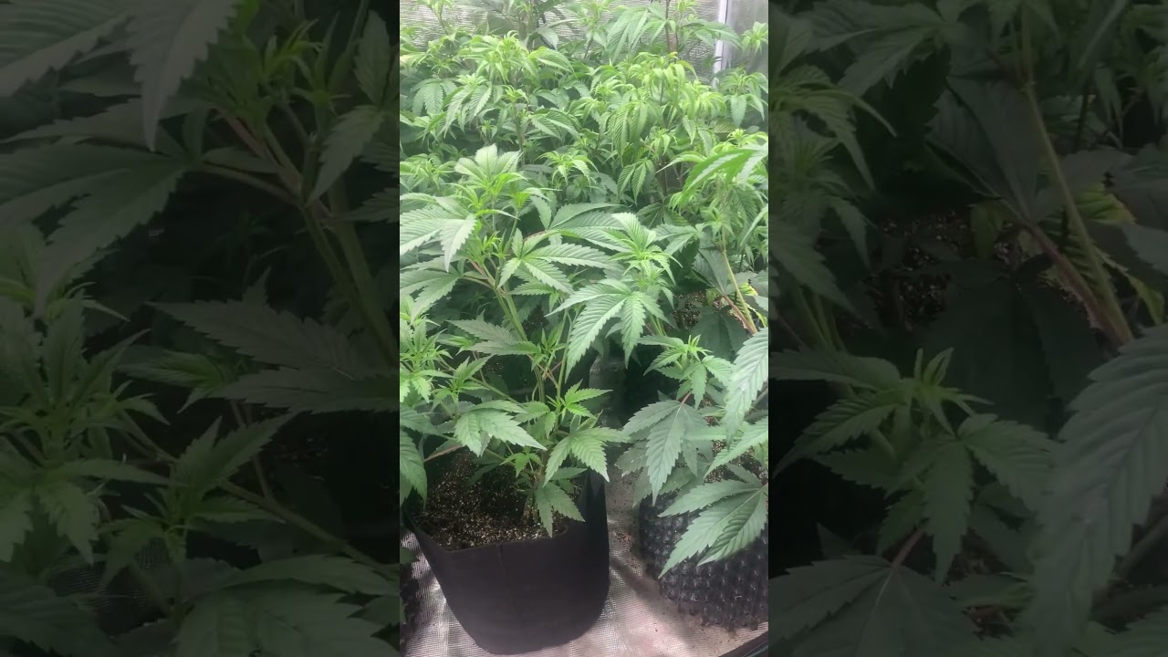 How many plants fit in a 4x4 grow tent?  Example 9