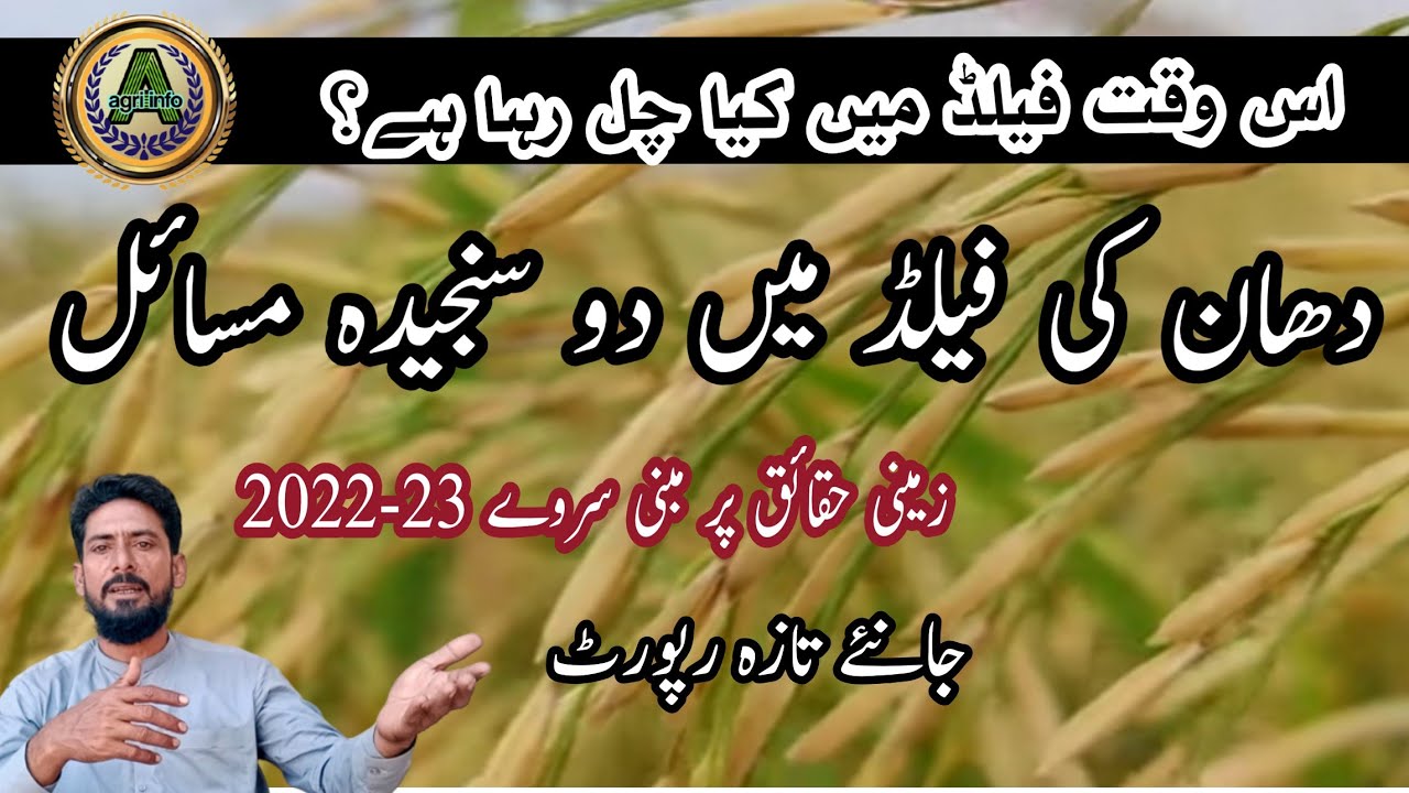 Latest status of paddy field| Bacterial leaf blight| Zinc deficiency in paddy.