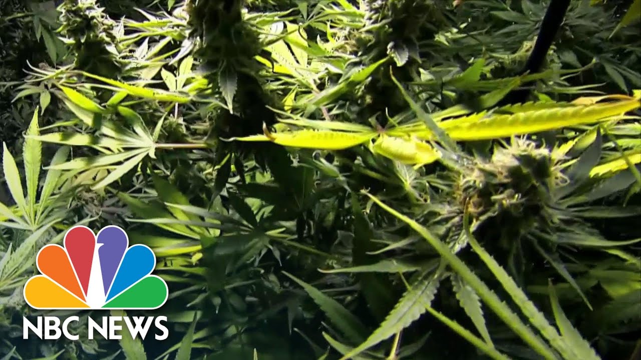 New Jersey&rsquo;s New Marijuana Laws Aim To Address Social Injustice | NBC Nightly News