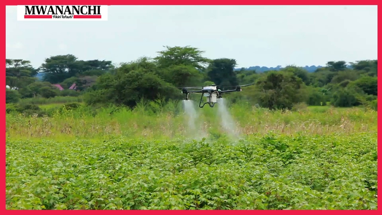 TEKNOLOJIA YA NDEGE NYUKI YAONGEZA MARA TANO ZAIDI UZALISHAJI WA PAMBA SIMIYU