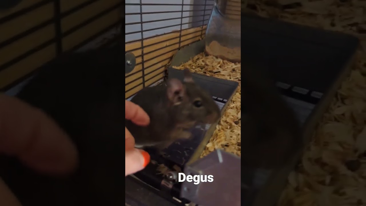 Degus always up to something! #2023inshort #degus #farmlife