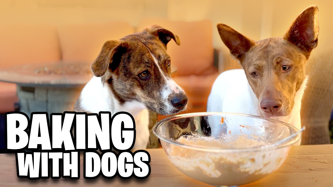 Dogs In The Kitchen? Hazel And Walnut Join A Carrot Cake Baking Session!