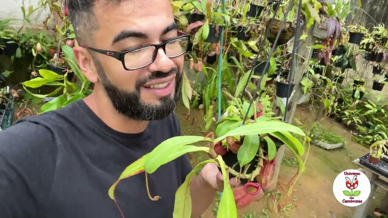 Nepenthes | Como destacar o broto basal