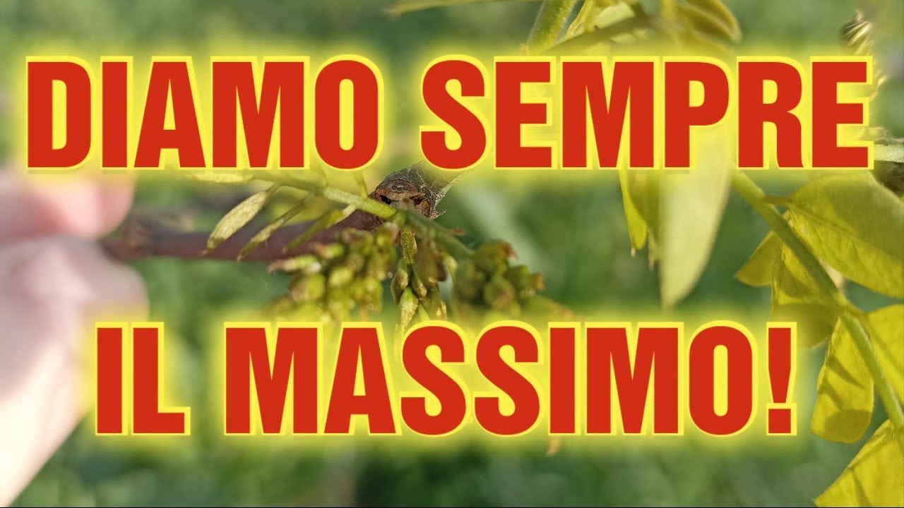 Apicoltura CD: Le nostre tecniche stanno funzionando? Come procede la fioritura dell'acacia?