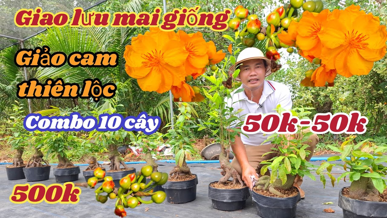 19/03/2026💥 Mai vàng mai giống, giảo cam thiên lộc, Phôi mai vàng 50-50k , búp đỏ Phước An 