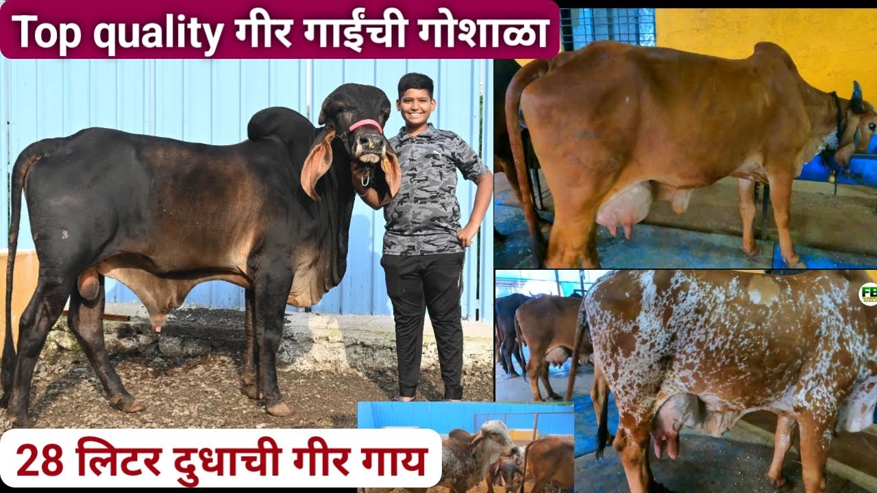15 वर्षांचा कृष्णा सांभाळतोय गीर गाईंची गोशाळा | Top Quality Gir cow farm in maharashtra