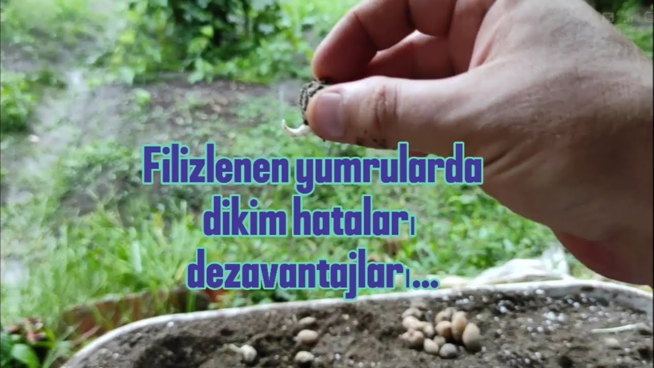 Filizlenen salep yumrularında dikim hataları - Salep - Salep yetiştiriciliği