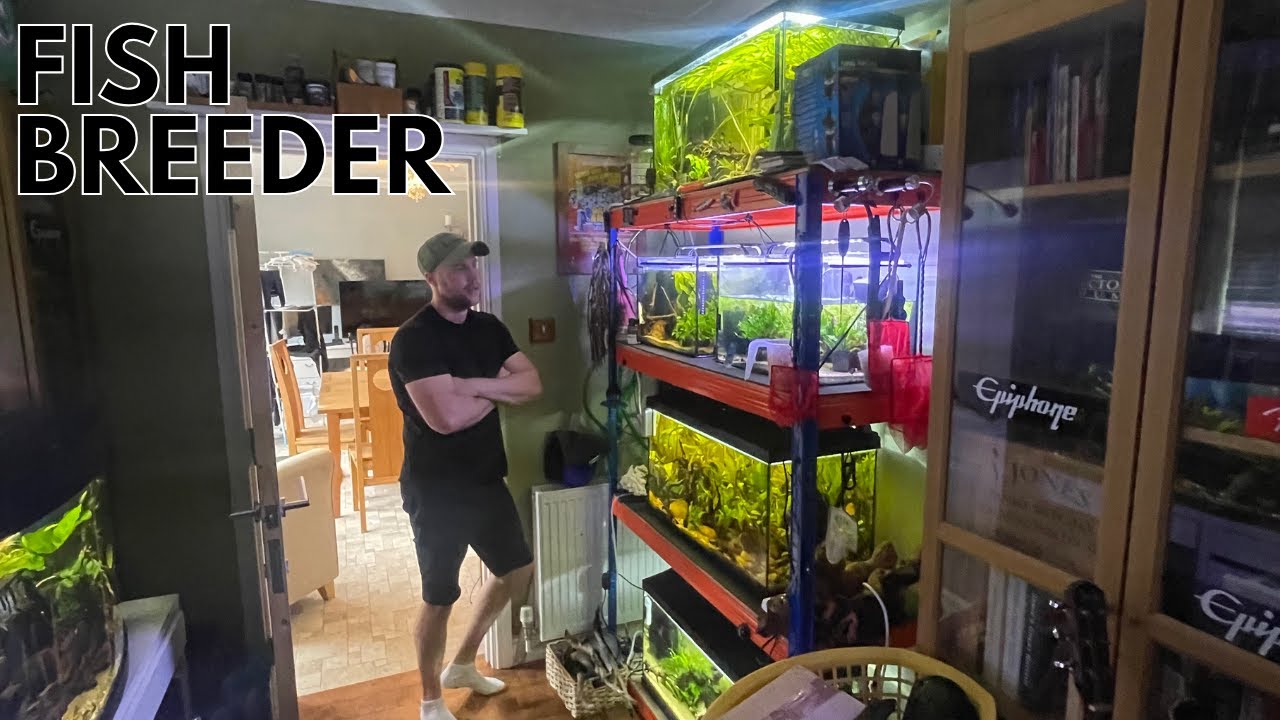 I Visit A Fish BREEDERS FISH house in Crawley