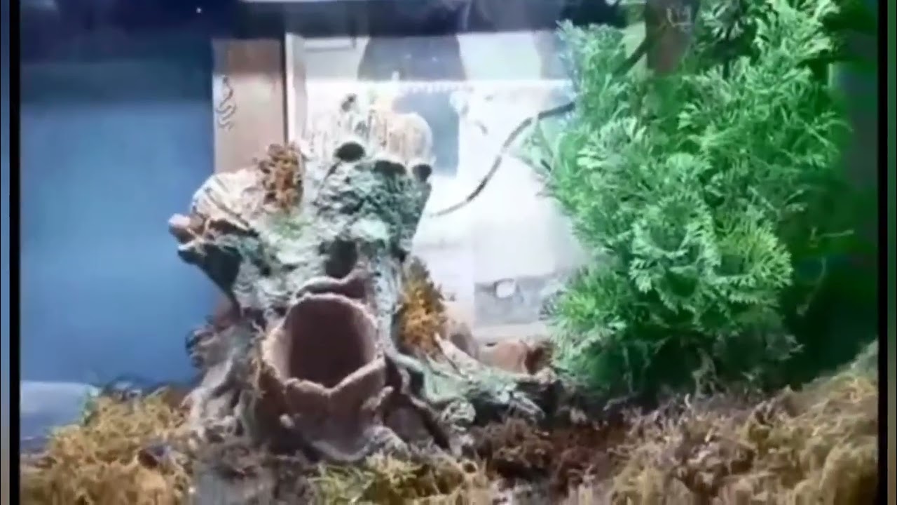 meet Lisa her new (rescue) pet + setting up a terrarium for it👍