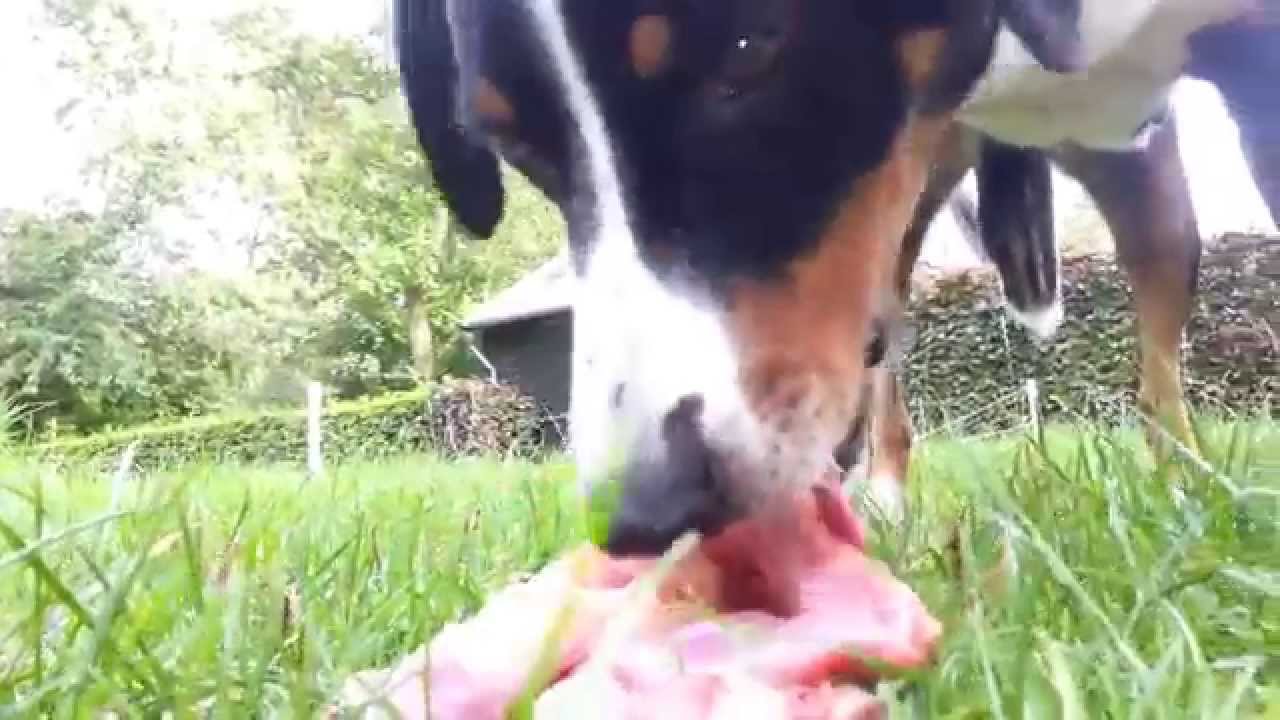 Appenzell Mountain Dog Dobber eating fresh, raw meat (rabbit, lamb and duck)