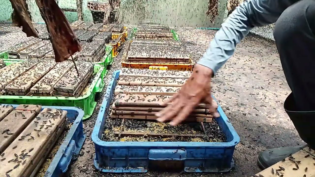មេរៀនទី #2 របៀបដាក់ធ្នាក់ នឹងប្រើក្លិនទាក់រុយអោយពង #ដង្កូវប្រូតេអុីន #blacksoldierfly #maggotbsf 