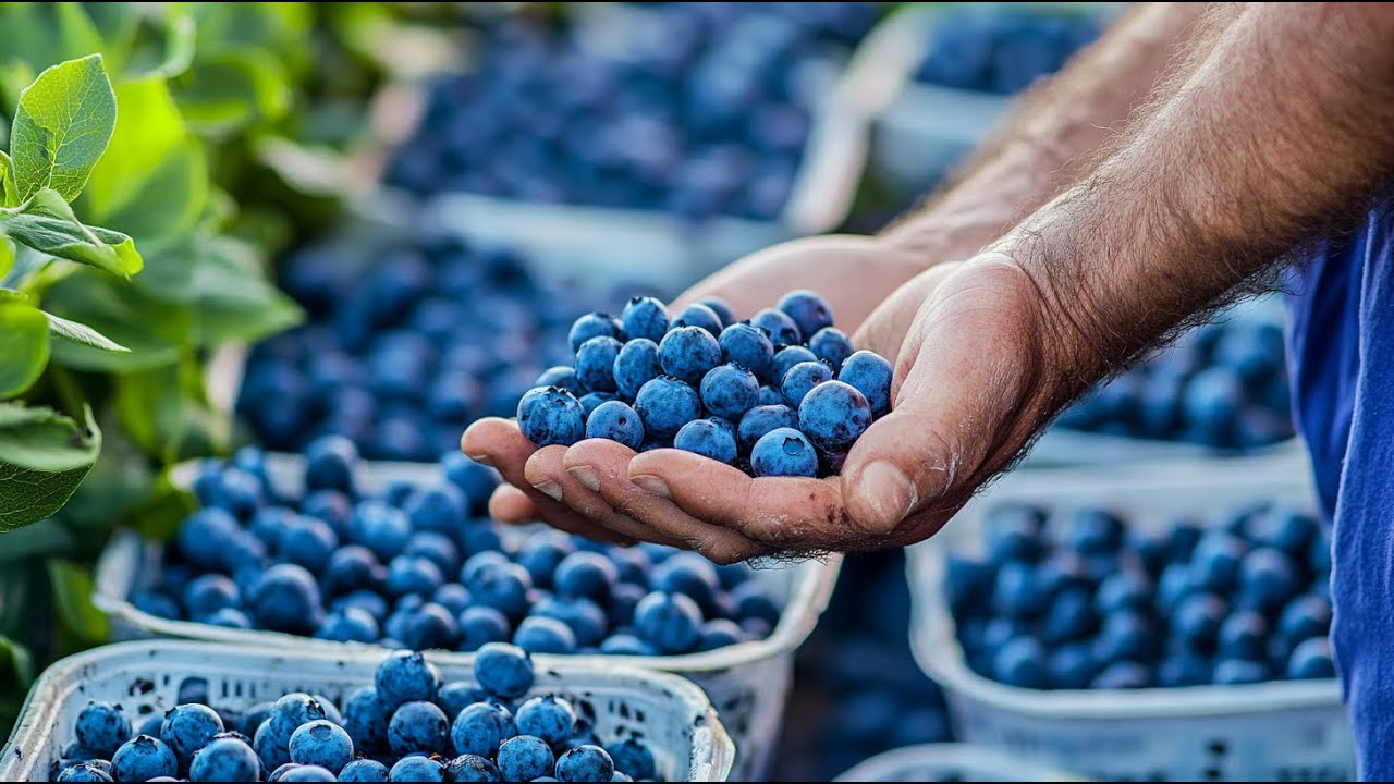 Farmers's Of Wild Blueberries Harvesting Techniques - How Blueberries Process And Cultivation