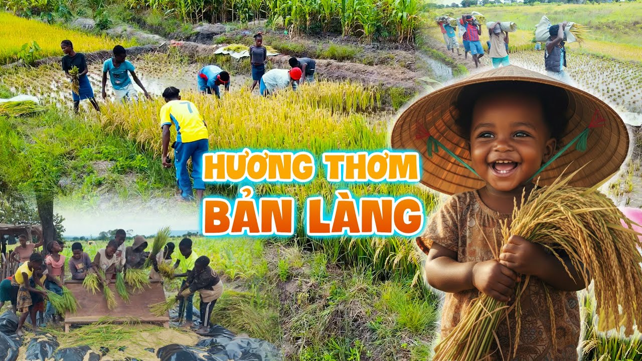 Đình Thế Vlogs || Ngày Hội Gặt Lúa - Gặt Những Ước Mơ Của Bản Làng Đã Thành Hiện Thực.