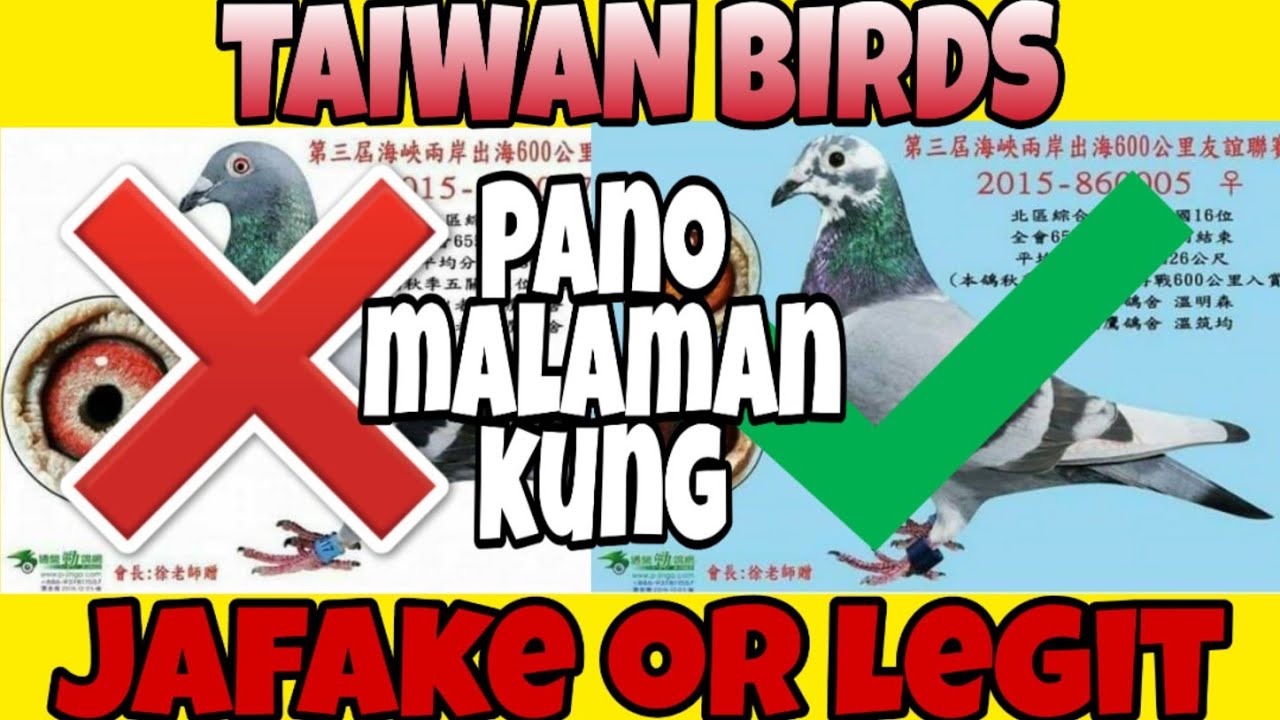 TAIWAN BIRDS!Pano malalaman kung legit or jafake?Breeding update sa ALARCON LOFT,nagwalay na tayo
