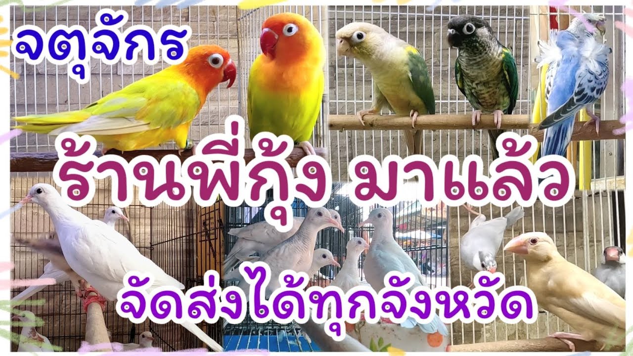 อัปเดตราคานก จตุจักร ร้านพี่กุ้ง จัดส่งได้ทุกจังหวัด