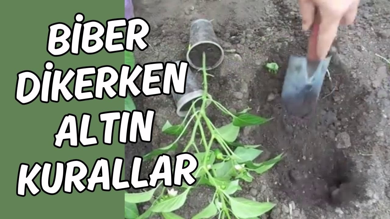 Biber Dikerken Altın Kurallar 🌶️ Çiçek Dökmesin, Bol Ürün Versin
