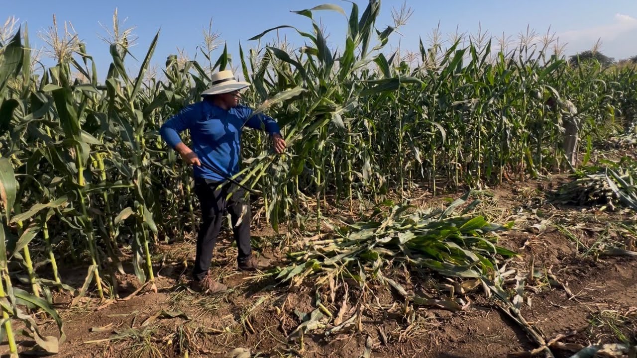 Mira belleza de maíz 🌽 disfrutarán las vacas 