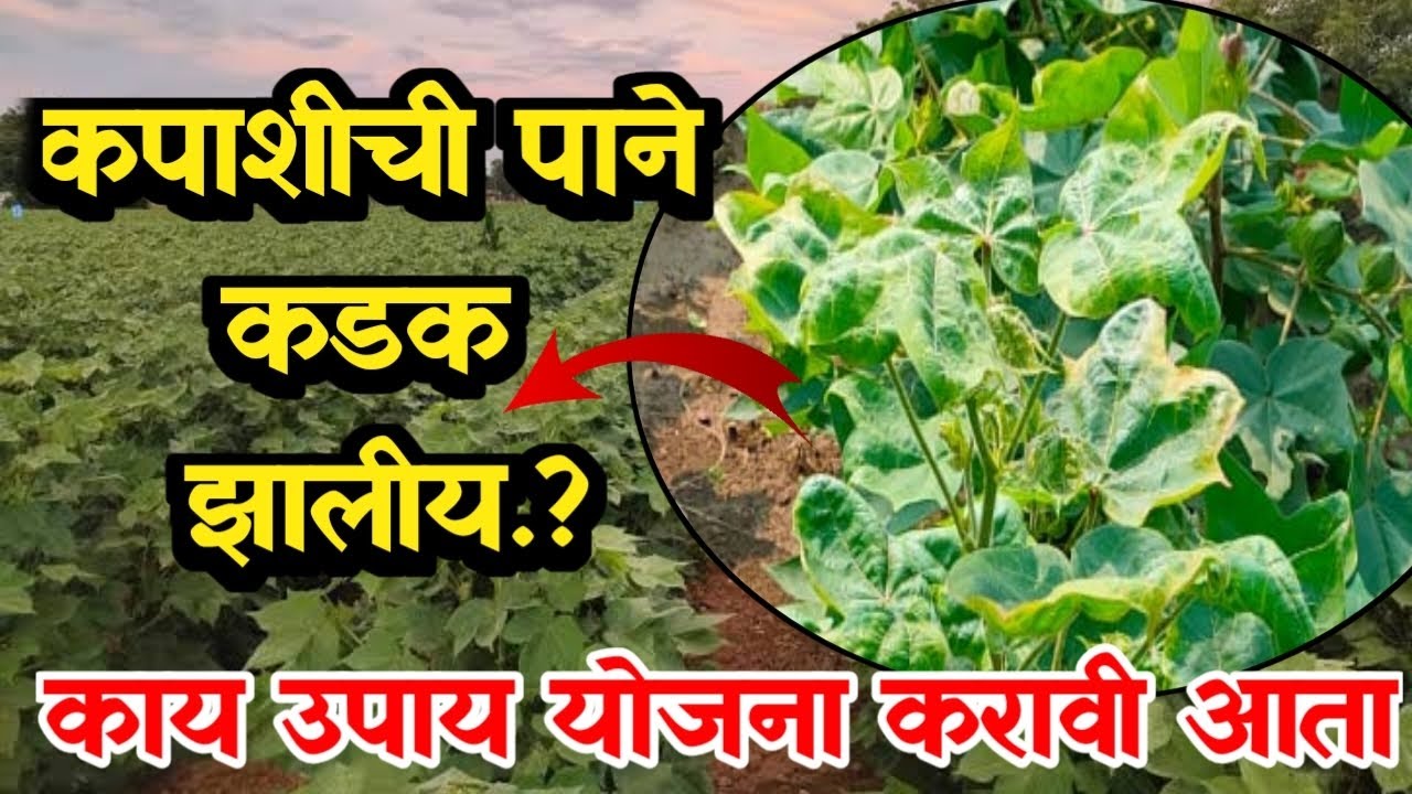 कपाशीचे पाने कडक जलीय काय करावे ? Kapus pane kadak zaliy upay @krushimitravishal