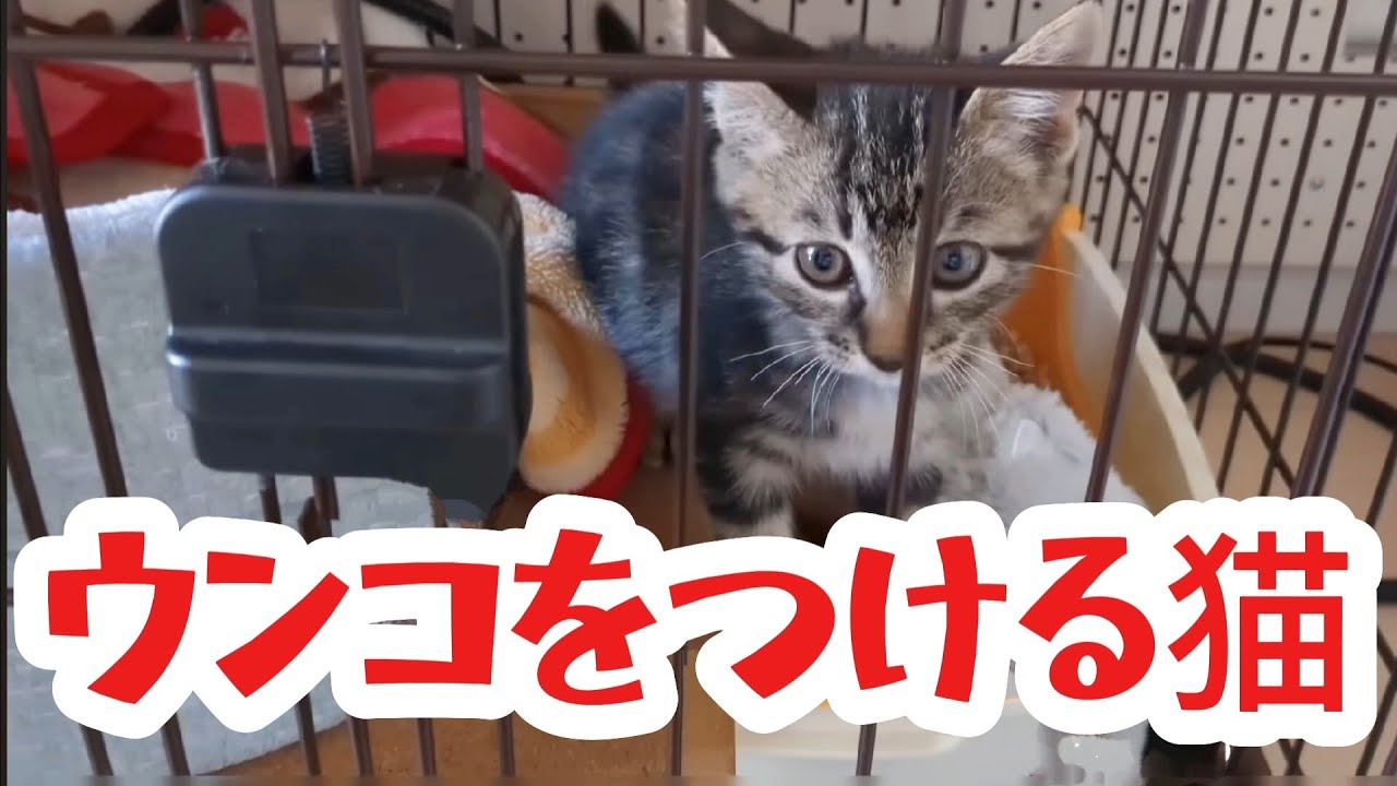 【野良猫保護】保護した子猫がぬいぐるみをウンコに押し付けます！