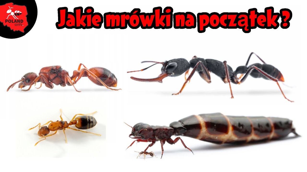 [Mrówki] Jakie Mrówki na początek :O