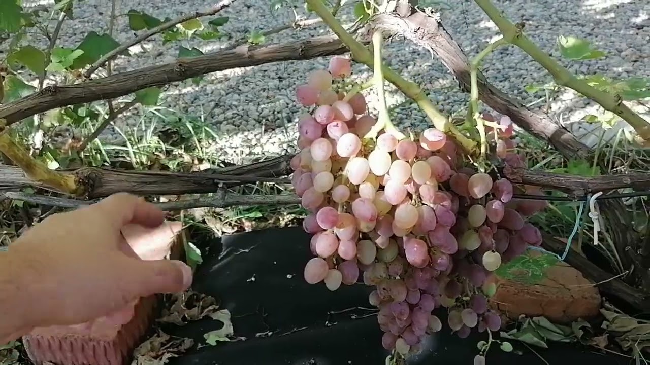 Кишмиш Лучистый. вся правда.