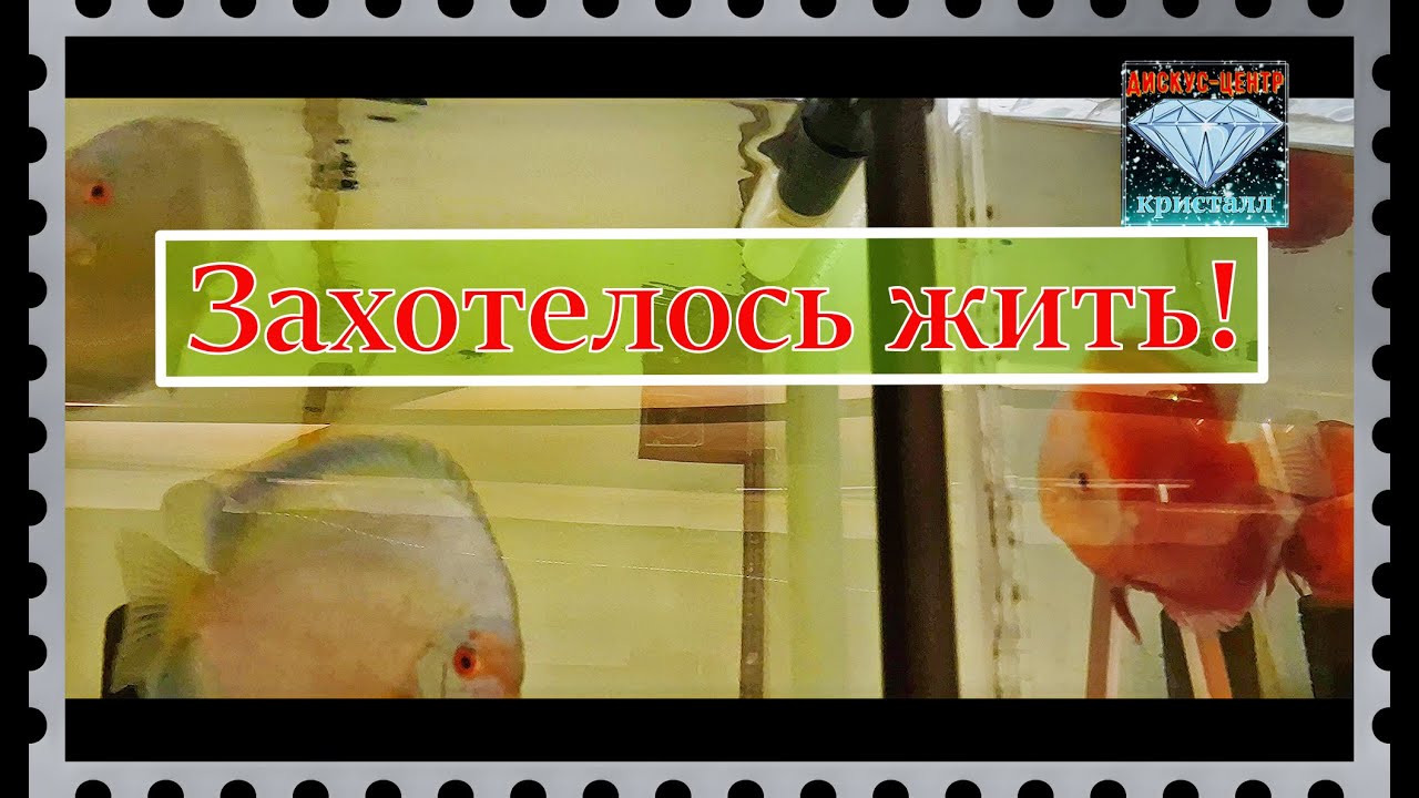 Дискуса достали с 