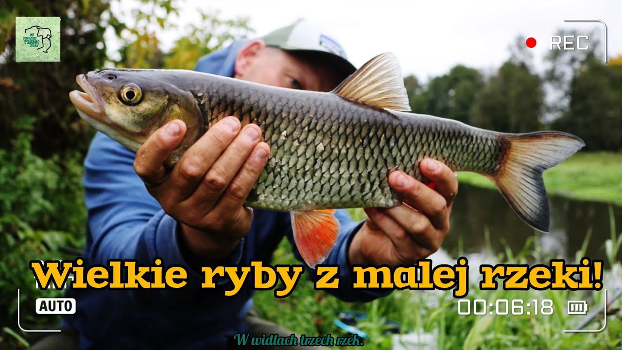 Pojechałem nad MAŁĄ RZEKĘ i w końcu połowiłem PIĘKNYCH RYB!
