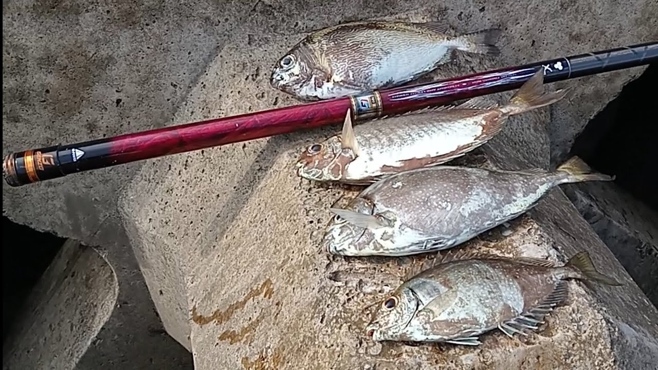Mancing baronang bikin panik di spot baru dermaga matahari terbit 