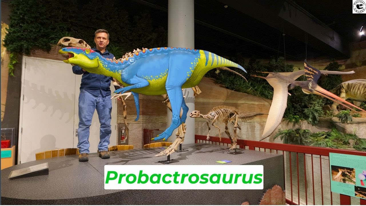 Arizona Museum of Natural History: Probactrosaurus Mom and Baby #Probactrosaurus