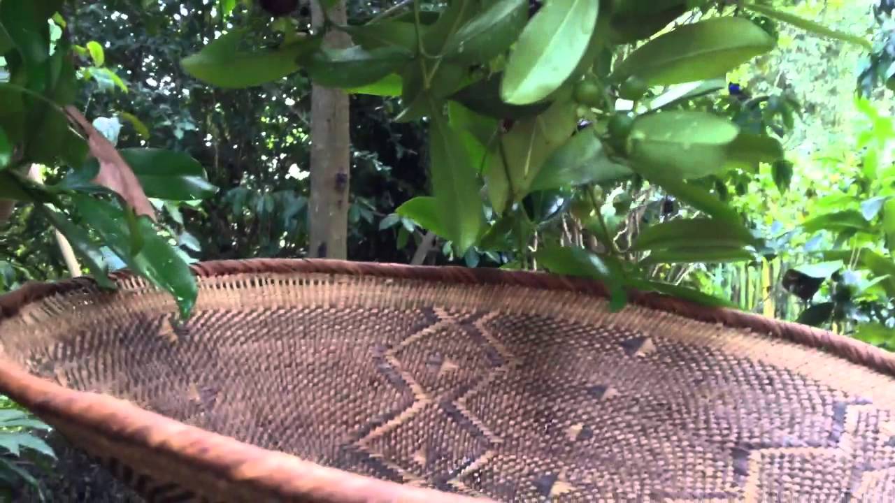 Organic Grumichama Harvest in Byron Bay Australia