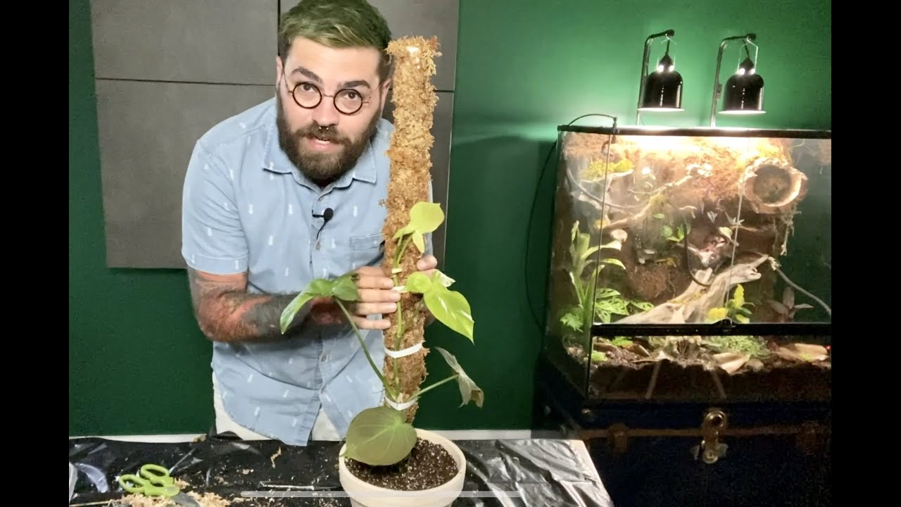 DIY: Moss pole pour nos plantes grimpantes