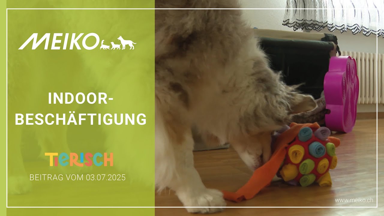 Indoor-Beschäftigungen für Vierbeiner – tierisch Beitrag vom 03.07.2025