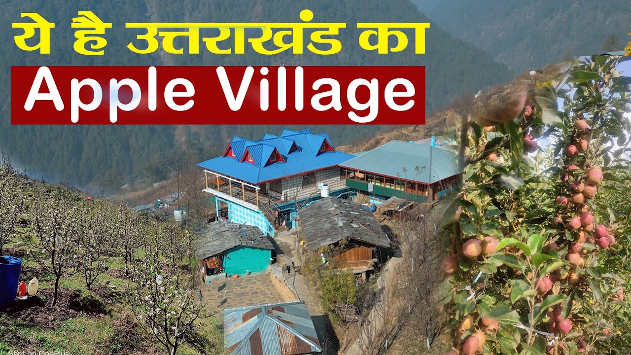 ये है देवभूमि उत्तराखंड का एप्पल विलेज। APPLE VILLAGE। MORI UTTARKASHI | Uttarakhand
