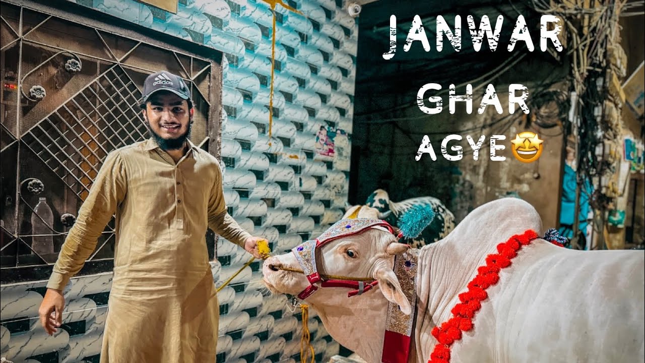 Janwar Ghar Agaye 🤩 || Bulls Are At Home || Abdul Aziz Malik