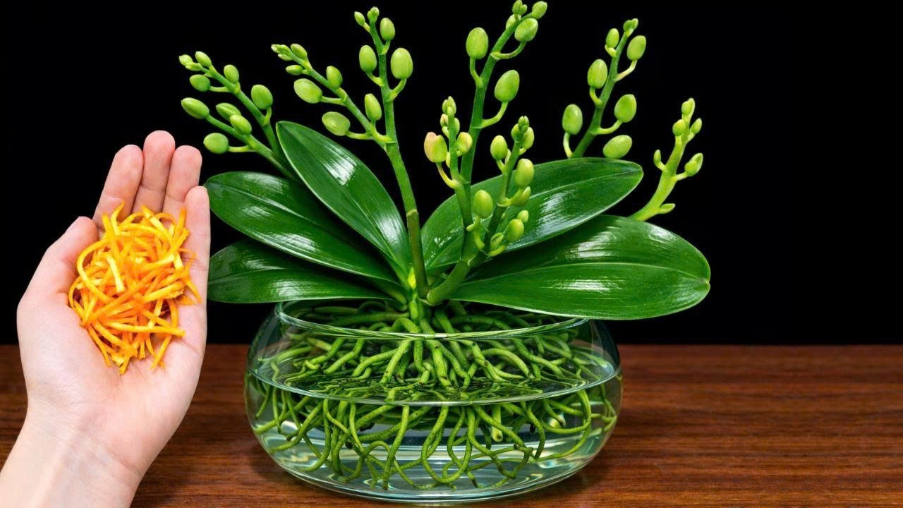 Just Orange Peel! Orchids in Water Grow Strong Roots and Bloom