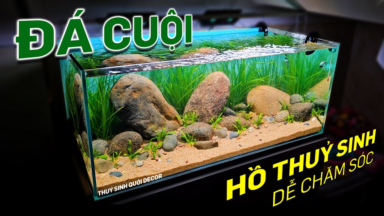 Hồ thuỷ sinh cho người bận rộn với đá cuội và cỏ - Quới decor