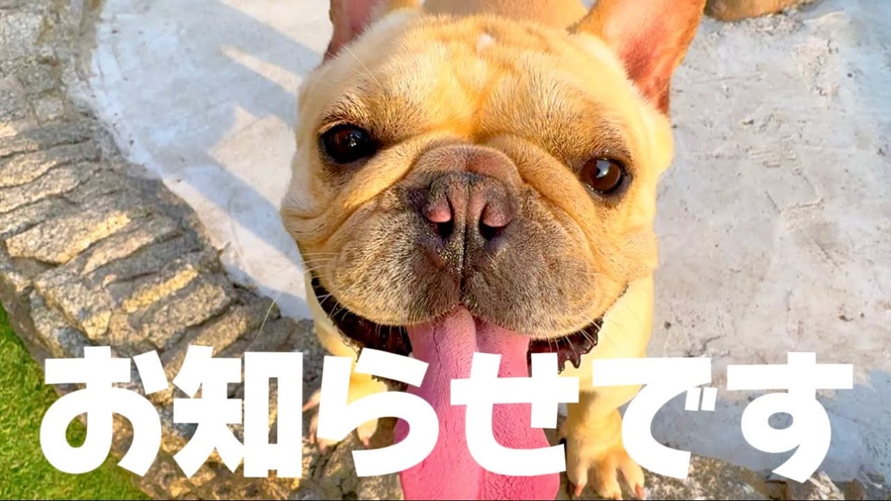 【ぶひ録】皆様に今後のお知らせがあります！！