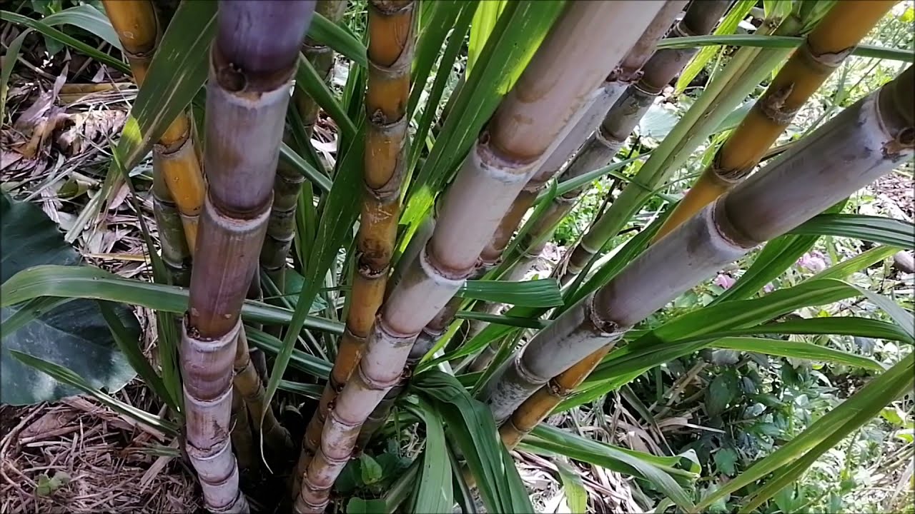 Tō (Sugarcane) - traditional cultivation
