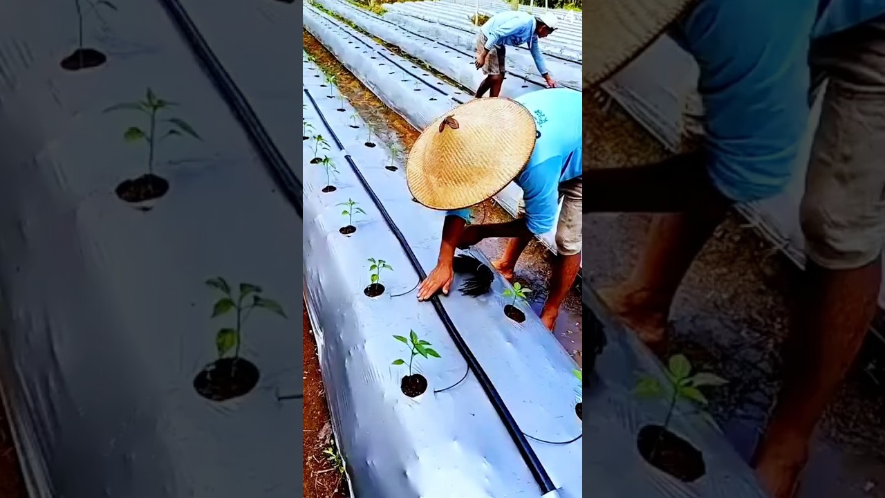 Ide cerdas petani memasang selang air untuk tiap tanaman dengan kreatif #shorts