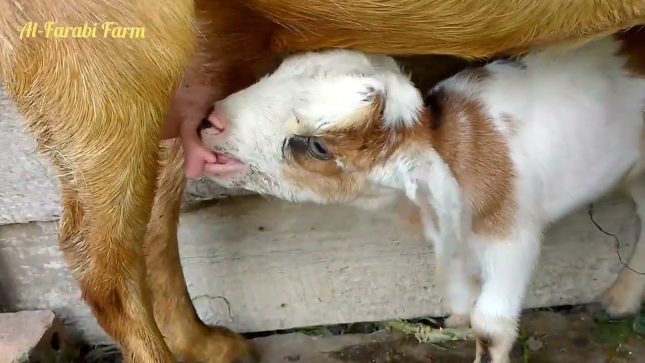 𝔸ℕ𝔸𝕂 𝕂𝔸𝕄𝔹𝕀ℕ𝔾 𝕃𝕌ℂ𝕌 𝕄𝕀ℕ𝕌𝕄 𝕊𝕌𝕊𝕌 🍼🐐