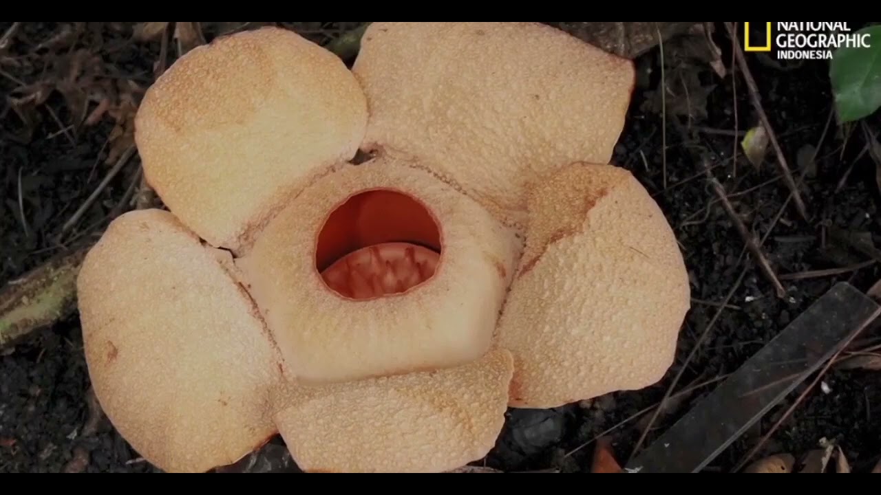 BIODIVERSITAS| RAFFLESIA PATMA Si Cantik dari Hutan Tropis