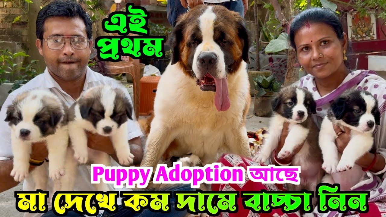 Low Price Home Breed Saint Bernard Puppies Sell. Dog Market in Kolkata Price. Dog Price.