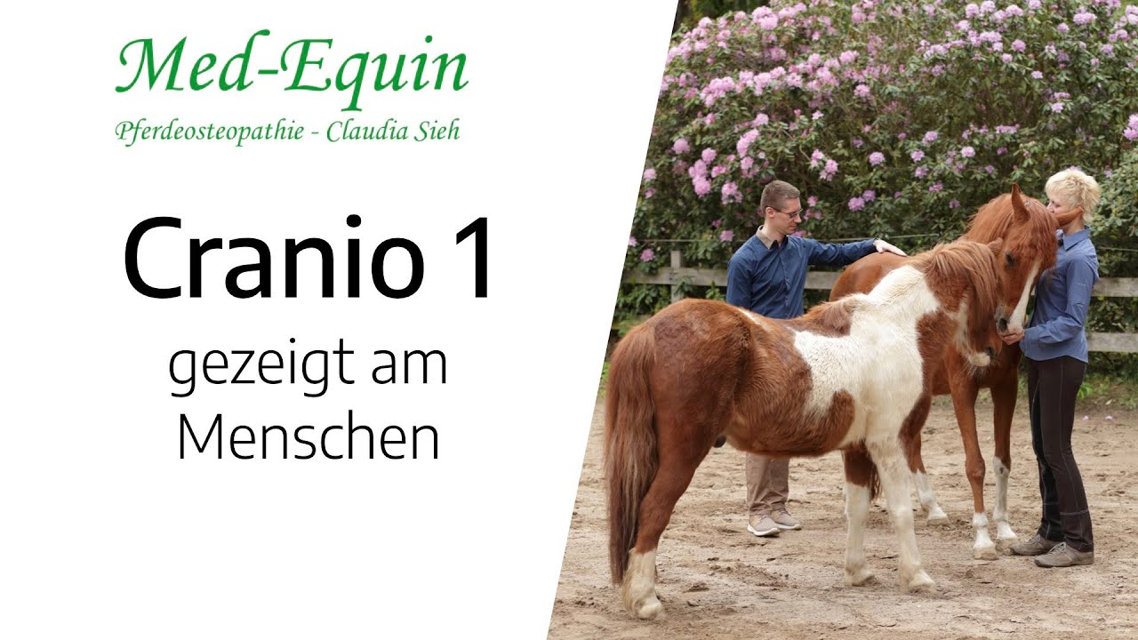 Cranio 1 - Cranio beim Pferd, kein energetischer Quatsch!