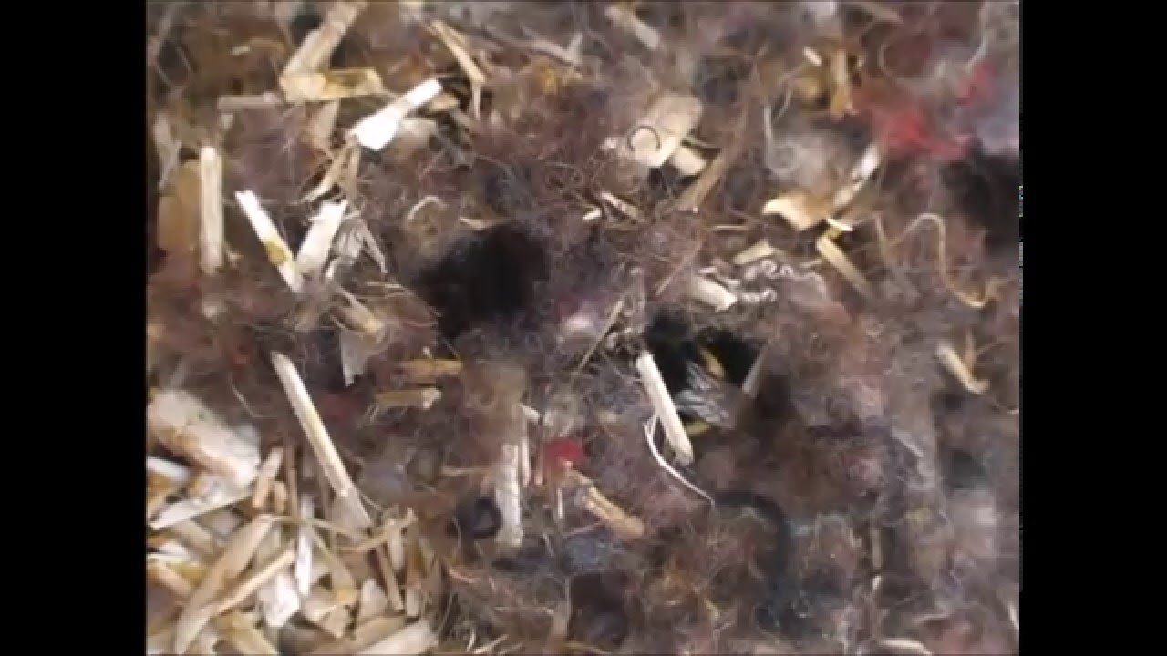 Inside a SCHWEGLER bumble bee hive (8x time lapse)