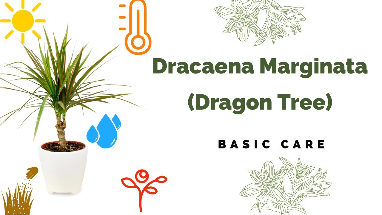 Dracaena Marginata: Basic Care (Madagascar dragon tree)