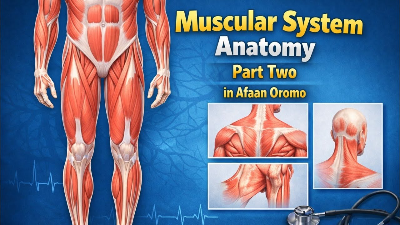 MUSCULAR SYSTEM ANATOMY PART TWO AFAN OROMOTIN