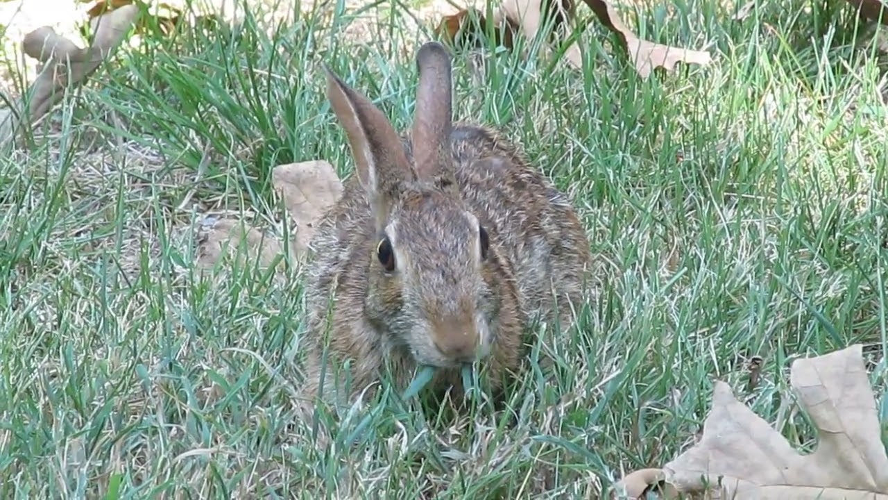 wild rabbit helps me keep my lawn trimmed summer suburban wildlife footage furry bunny eats grass