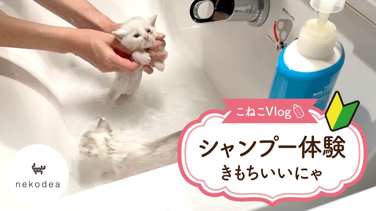 シャンプーして泥を落としたよ。保護された田んぼ組の猫。～子猫の成長記録～【子猫】★Shampoo and clean your kitten～Kitten growth record～